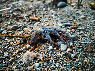 A group of red ants are swarming around the carcass of a tree trunk to use as their food reserve