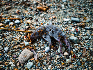 A group of red ants are swarming around the carcass of a tree trunk to use as their food reserve