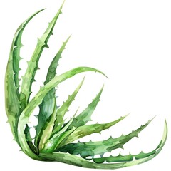 Fototapeta premium Aloe leaf, watercolor floral border, watercolor illustration, isolate on white background,