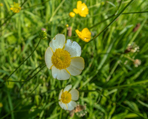 Wild Cornish Meadow Flowers.