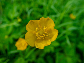 Fototapeta premium bUTTERCUP IN A cORNISH mEADOW.