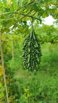 "In our garden, the bitter gourd vine flourishes, its vibrant green foliage adorned with exquisite, ribbed fruits. A testament to nature's diversity and resilience."