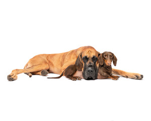 Cute Great Dane dog lying on dachsund dog best friends isolated on white studio background little and large