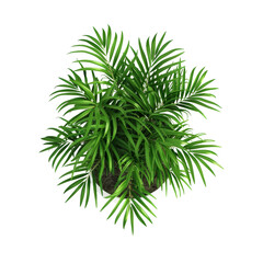 Top View of Potted Houseplant - Areca Palm Isolated on Transparent or White Background, PNG