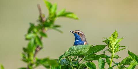 Gorgebleue à miroir (Luscinia svecica - Bluethroat)