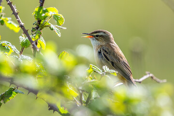 Phragmite des joncs (Acrocephalus schoenobaenus - Sedge Warbler)