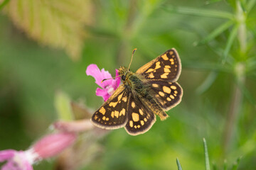 Gelbwürfeliger Dickkopffalter - Schmetterling