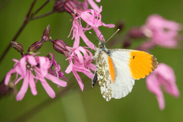 Männlicher Aurorafalter auf einer rosafarbenen Blüte
