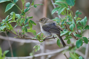Zilpzalp im Frühjahr in Linum
