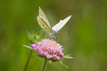 heller Schmetterling auf rosafarbener Blüte