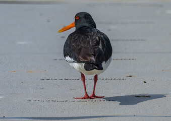 Water bird (beach magpie??)