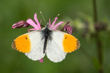 männlicher Aurorafalter