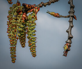 branch of a tree