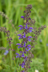 blühender Wiesensalbei