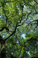 Naklejka premium 都心散歩 浜離宮恩賜庭園 緑あふれるハナショウブの頃