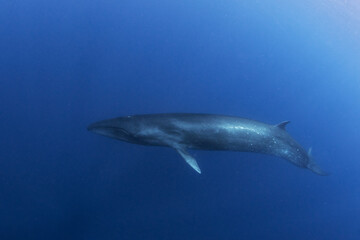 Sei whale near the Azores islands. Whale near the surface. Marine life in ocean.  © prochym