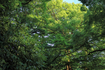 都心散歩　浜離宮恩賜庭園　緑あふれるハナショウブの頃