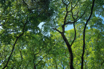 都心散歩　浜離宮恩賜庭園　緑あふれるハナショウブの頃