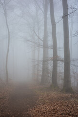 Obraz premium The forest in a fog.