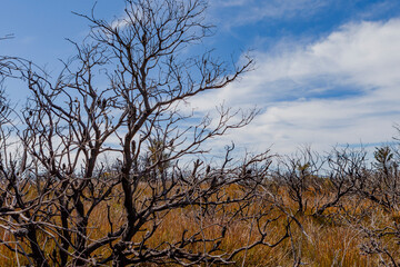 Kanangra-Boyd National Park, NSW