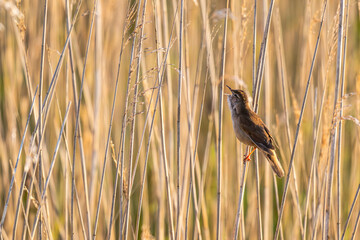 Locustelle luscinioïde (Locustella luscinioides, Savi's Warbler)