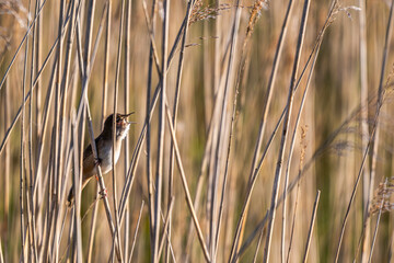 Locustelle luscinioïde (Locustella luscinioides, Savi's Warbler)