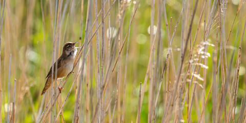 Locustelle luscinioïde (Locustella luscinioides, Savi's Warbler)