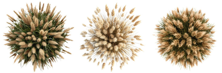 Top View of Wild Pampas Grass Set Isolated on Transparent or White Background, PNG