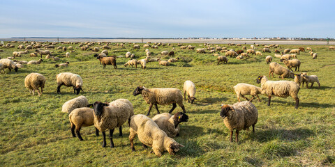 Fototapeta premium Les moutons de prés salés face au Crotoy