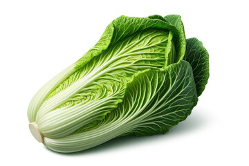 Chinese cabbage head isolated