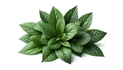 Jute leaves or saluyot