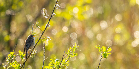 Phragmite des joncs (Acrocephalus schoenobaenus - Sedge Warbler)