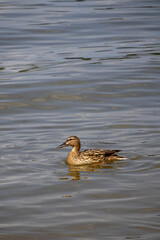 duck in the water