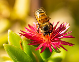 Flowers in Spring High quality photo