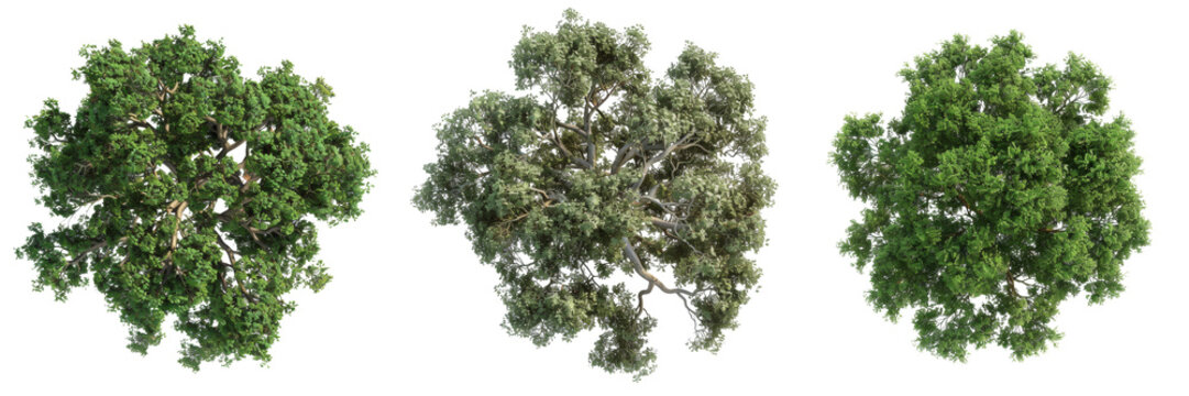 Top View of Quercus Ilex Tree Set Isolated on Transparent or White Background, PNG