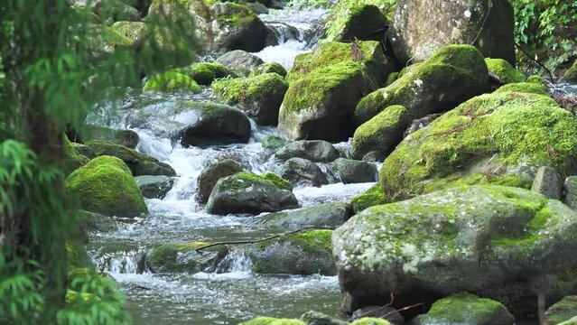 室生川の苔が生えた岩場の渓流