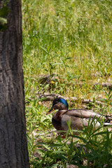 duck in the forest
