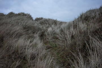 landscape of dunes on the North Sea in Germany