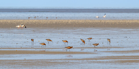 Barge à queue noire (Limosa limosa - Black-tailed Godwit)