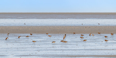 Barge à queue noire (Limosa limosa - Black-tailed Godwit)