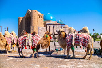 Bactrian camels against the background of the Mausoleum of Khoja Ahmed Yasawi in Turkestan. A...