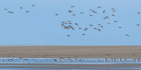 Barge à queue noire (Limosa limosa - Black-tailed Godwit)