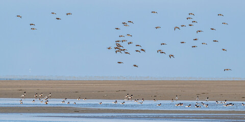 Barge à queue noire (Limosa limosa - Black-tailed Godwit)