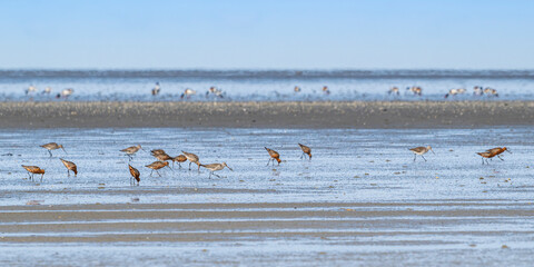 Barge à queue noire (Limosa limosa - Black-tailed Godwit)