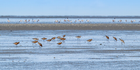 Barge à queue noire (Limosa limosa - Black-tailed Godwit)