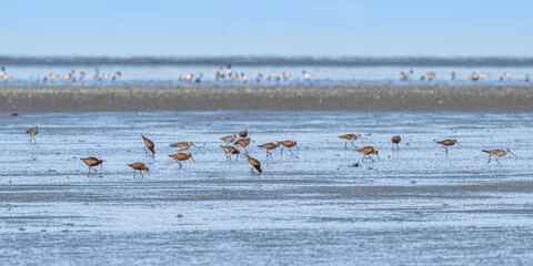 Barge à queue noire (Limosa limosa - Black-tailed Godwit)