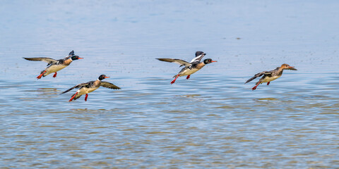 Harle huppé (Mergus serrator - Red-breasted Merganser)