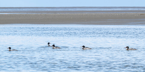 Harle huppé (Mergus serrator - Red-breasted Merganser)