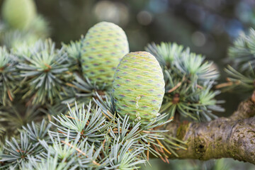Branch of Atlas cedar with whitish green needles and young female cones. Close-up of beautiful Cedrus Atlantica tree in the pine family Pinaceae. Natural beauty of elegant evergreen coniferous twig.
