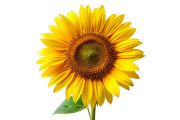 Obraz premium Bright yellow sunflower isolated on a white background, showcasing vibrant petals and detailed texture, perfect for nature and floral themes.